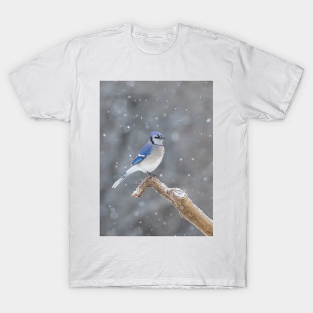 Blue Jay T-Shirt by Jim Cumming